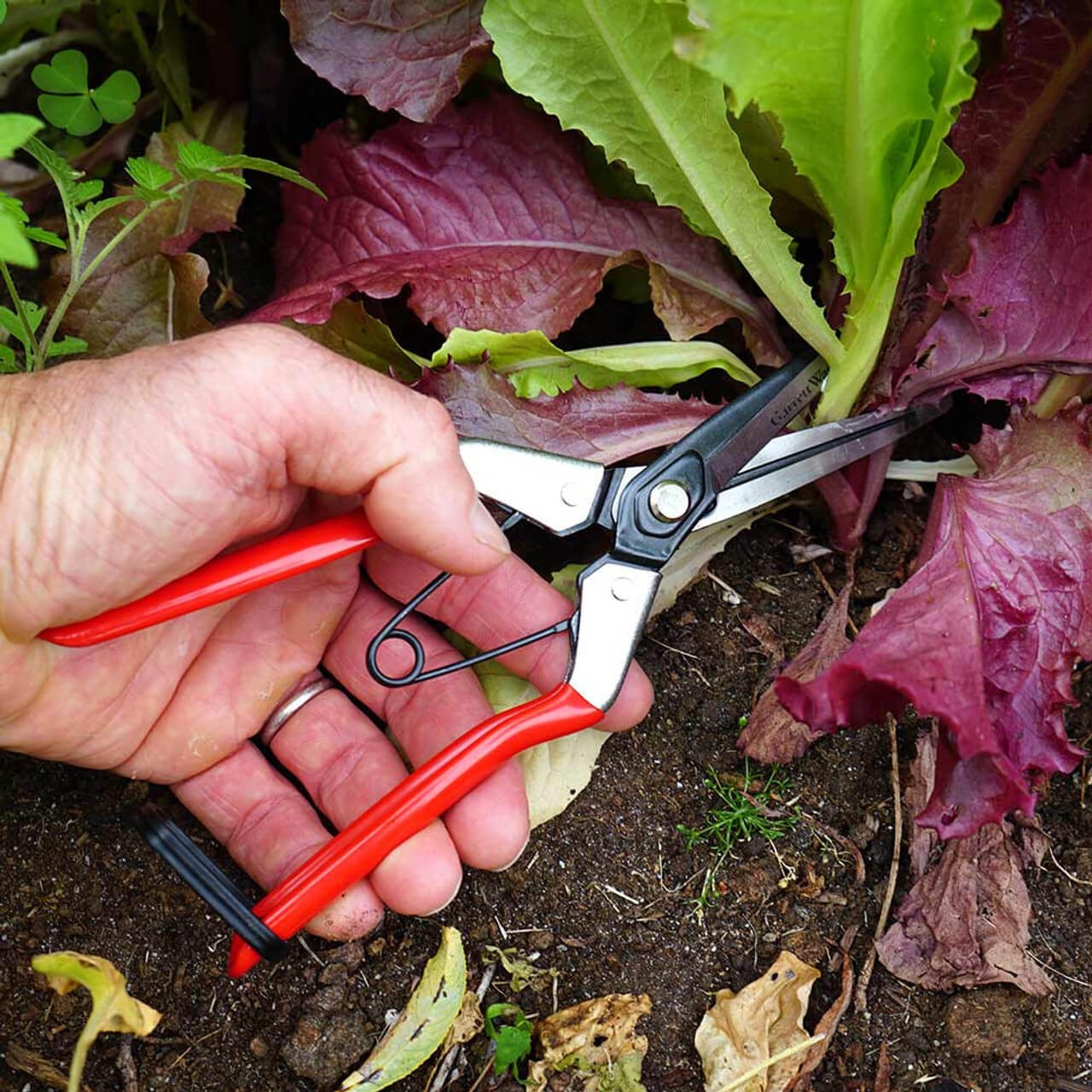 Spring-Loaded Long-Nose Fruit Scissor