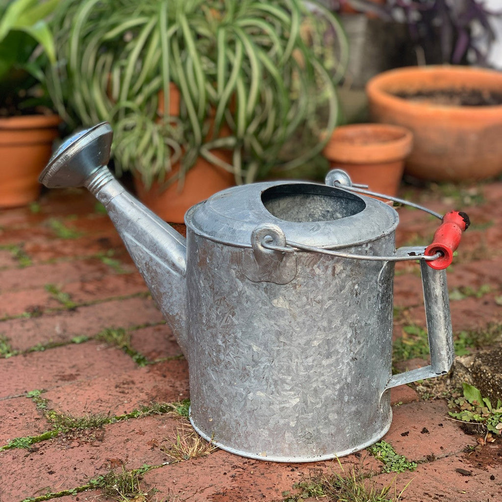 Galvanized 1.5 Gallon Watering Can with Wooden Handle