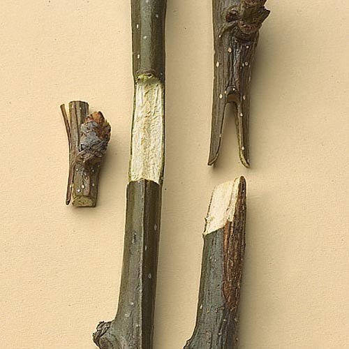 Professional Grafting Tool