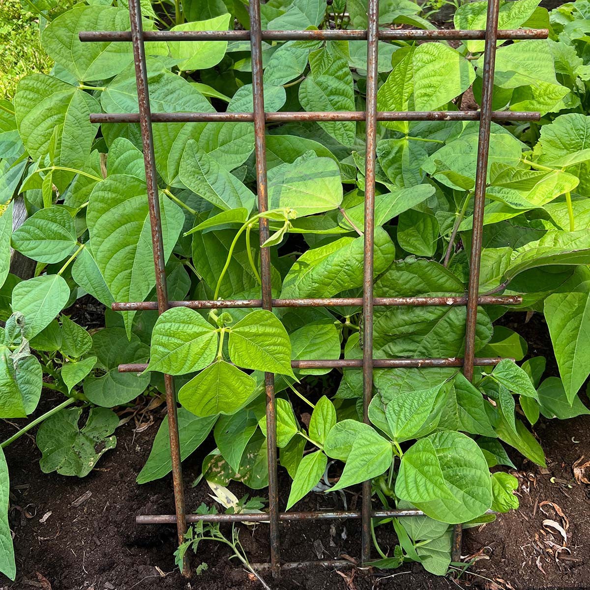 Interlocking Steel Garden Trellis